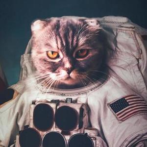 Space Cats